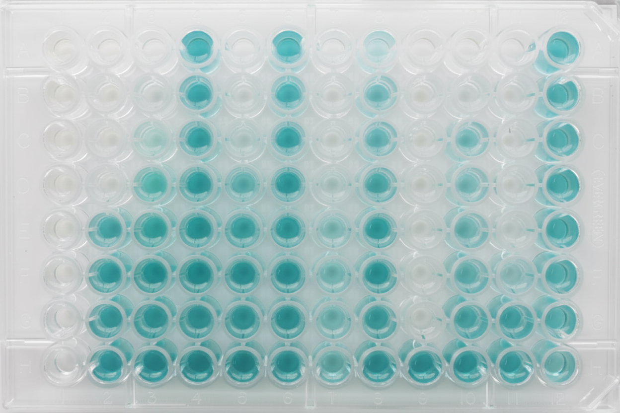 Fig. 1 — Toxi-ChromoTest 96-well microplate result showing teal (non-toxic) and colourless (toxic) wells across a dilution series
